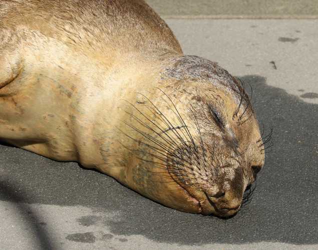 northern elephant seal Blinker