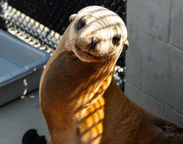 California sea lion