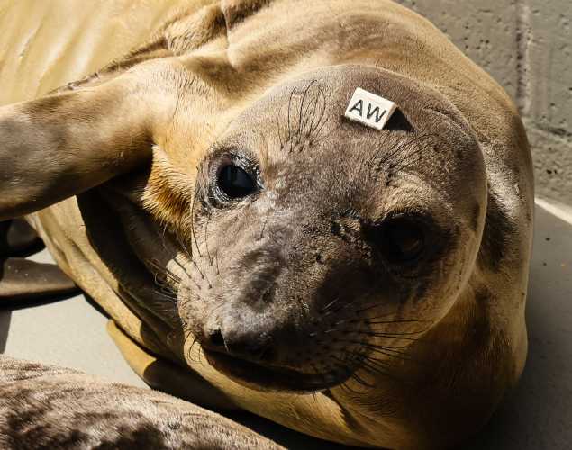 northern elephant seal Bingo