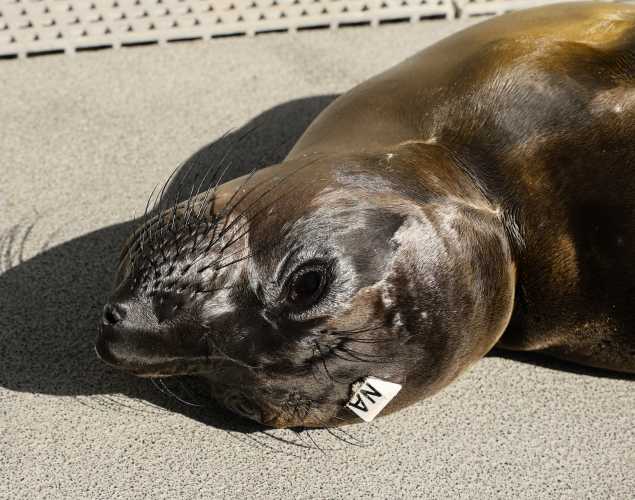 northern elephant seal Breaker