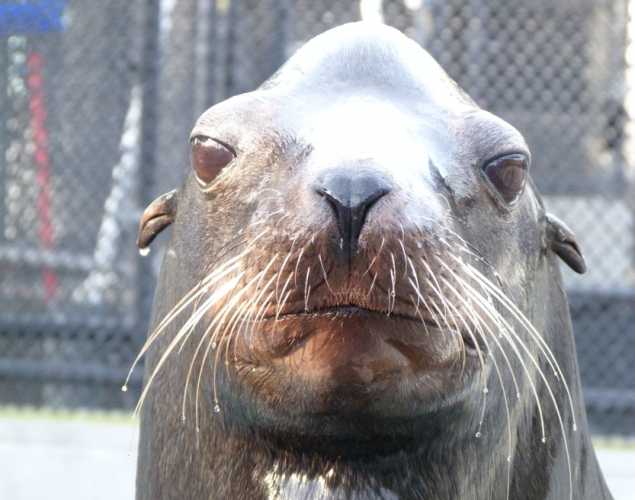 California sea lion Jeremiah