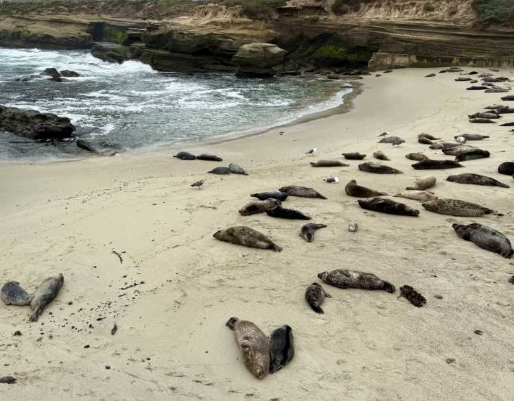 Seal pups and mothers rest on a sandy beach in front of rocky cliffs during harbor seal pupping season.
