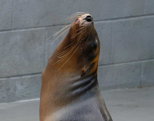California sea lion Fife