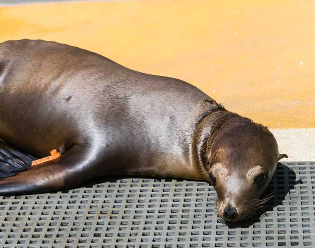 California sea lion Gunther