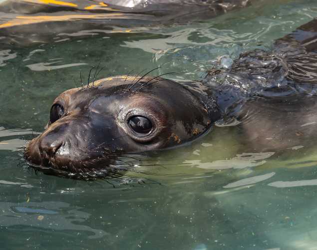 northern elephant seal Kelper