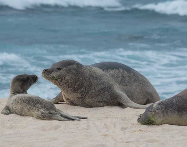 Hawaiian monk seal adults and pup on the beach
