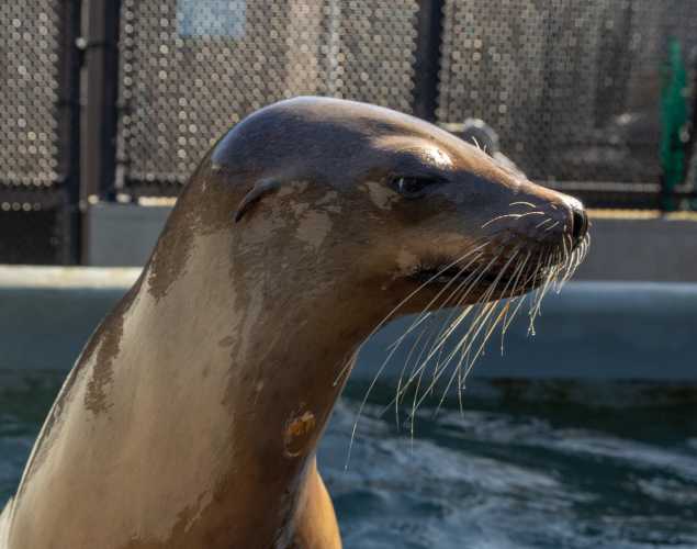 California sea lion