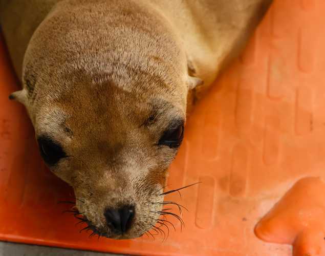 California sea lion Orky