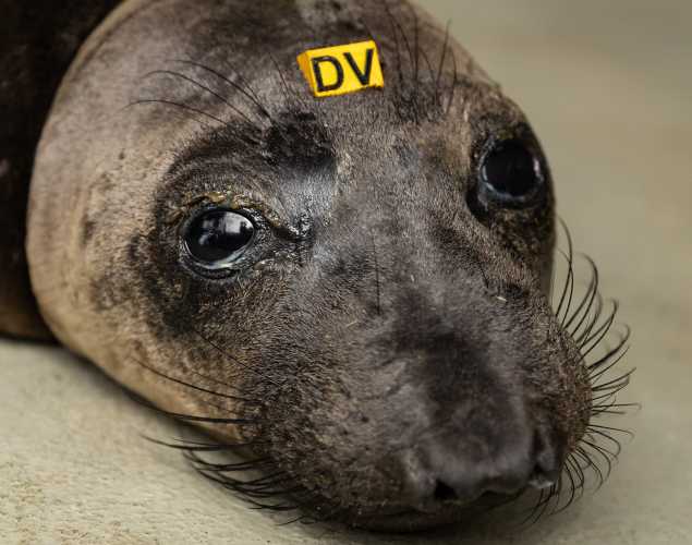 northern elephant seal Velavela