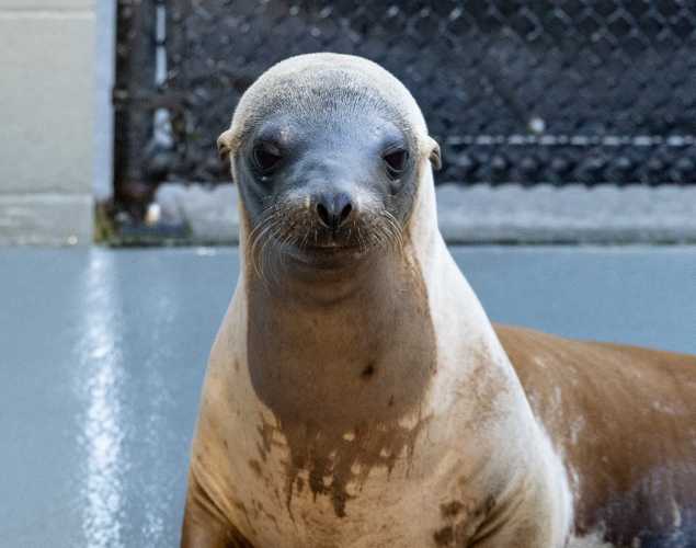 california sea lion cavalry