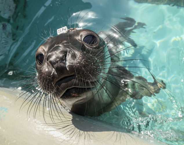 northern elephant seal Sandbar
