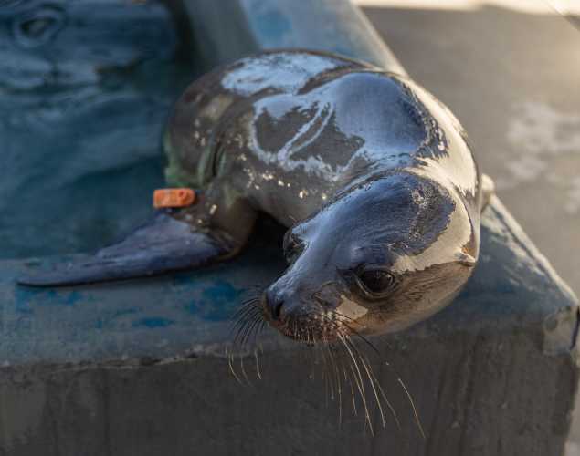 California sea lion, Icicle