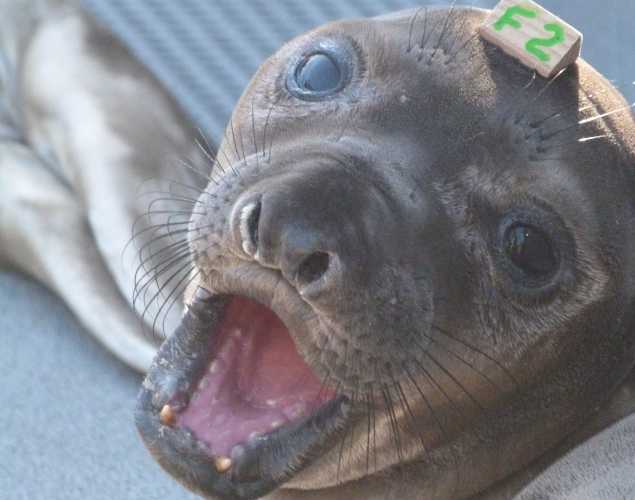 northern elephant seal Keis