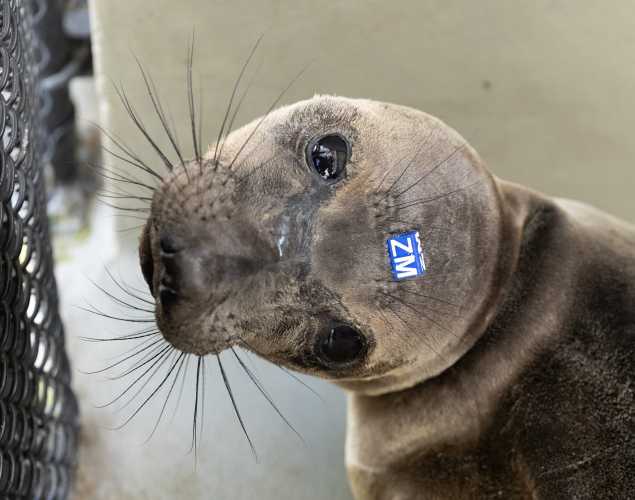 northern elephant seal Mirrorball