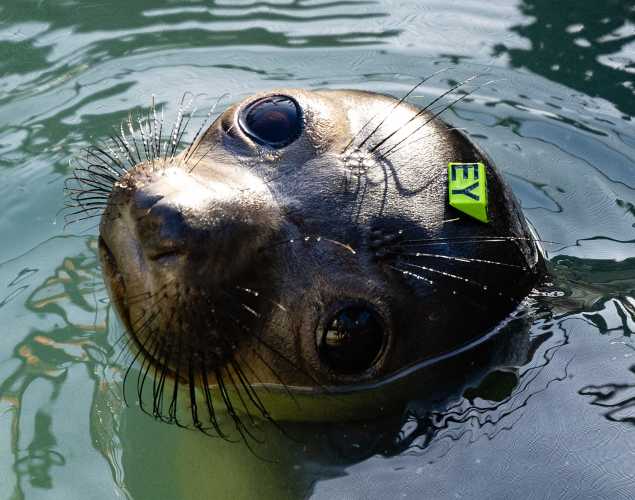 northern elephant seal Spirit