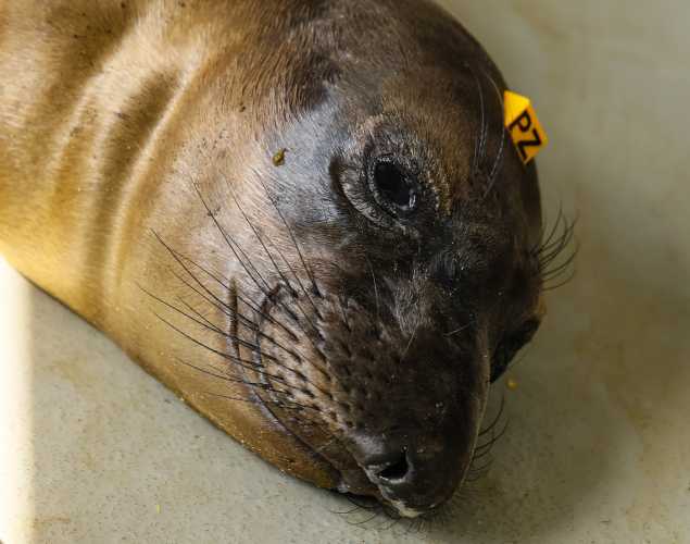 northern elephant seal Zara