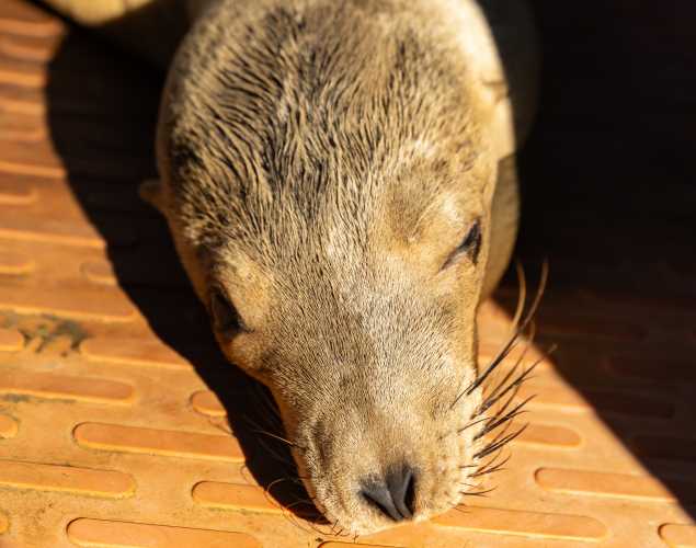 California sea lion Quiche