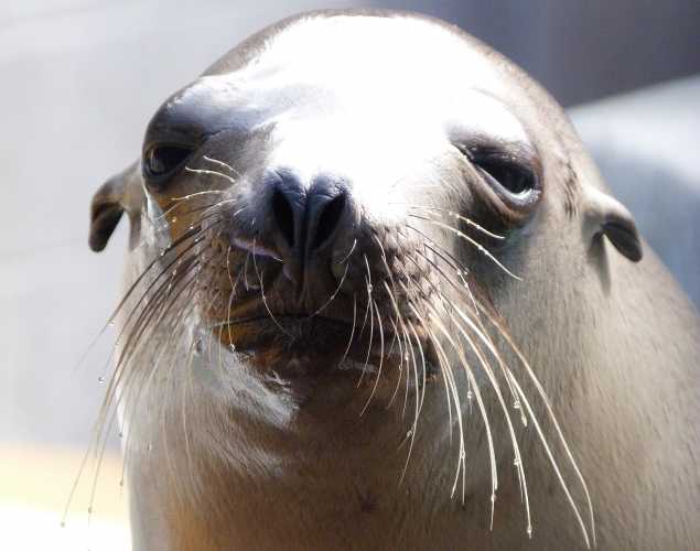 California sea lion Esmerelda