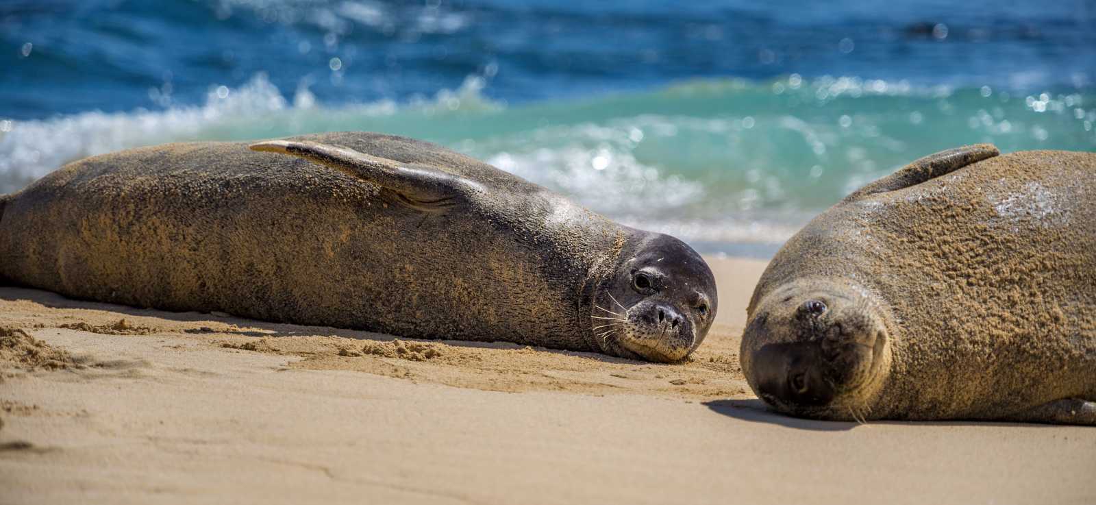 Two Hawaiian monk seals on the beach