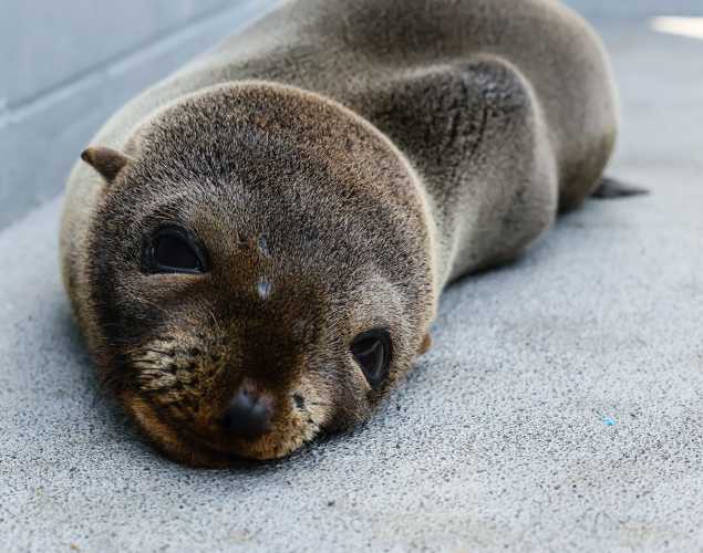 Guadalupe fur seal Ferocious