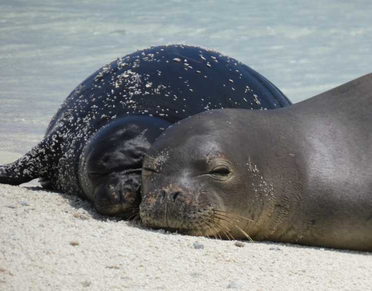A Hawaiian monk seal mother and her pup rest close together on a sandy beach.