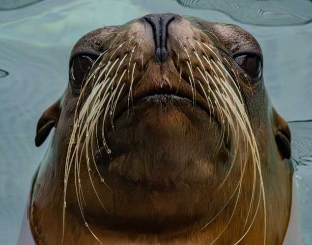 freestyle california sea lion
