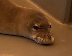 Hawaiian monk seal RS10 is released and heads toward the water