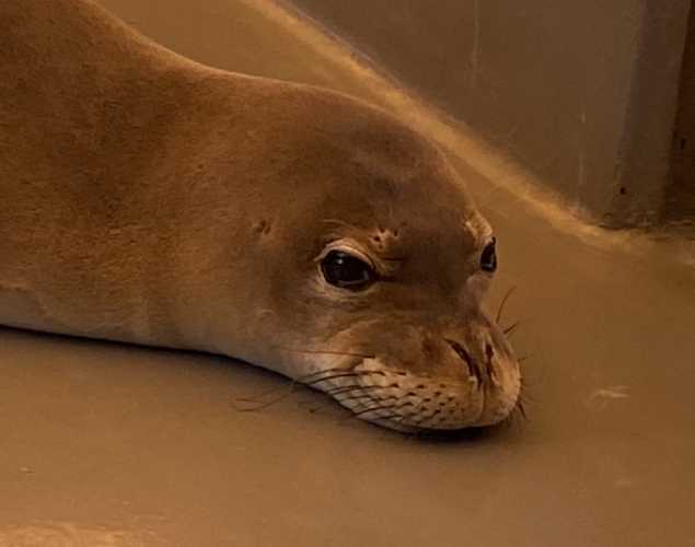 Hawaiian monk seal RS10 is released and heads toward the water