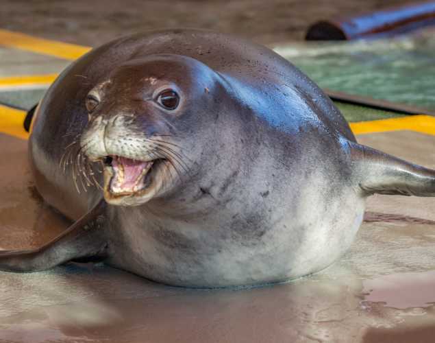 Hawaiian monk seal Moʻo