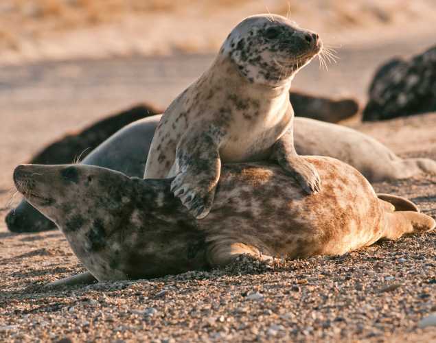 two seals playing on a beach