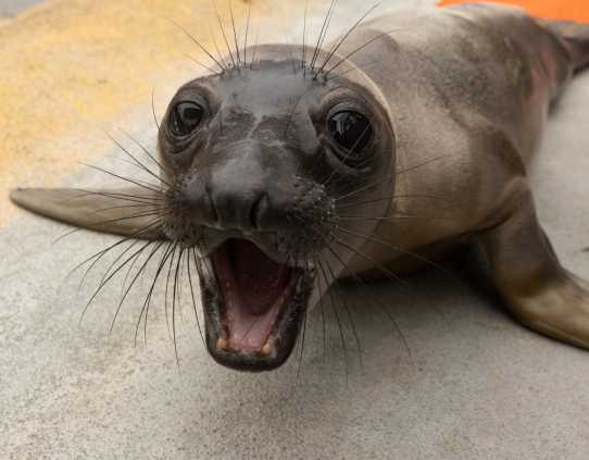northern elephant seal samaloo
