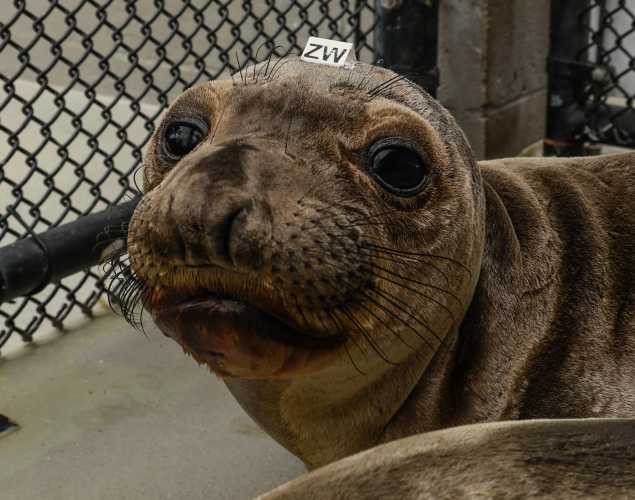 northern elephant seal Zeppelin