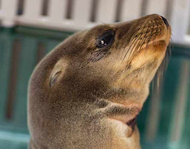 California sea lion Stuffing