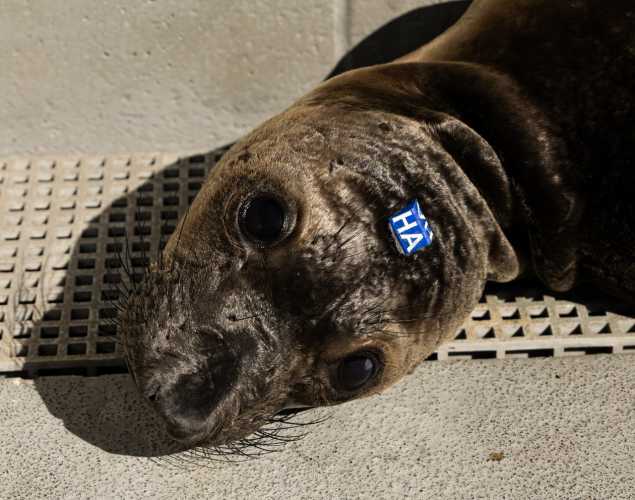 Northern elephant seal pup