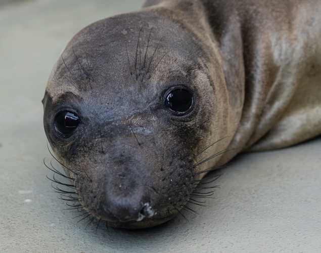northern elephant seal Moblin