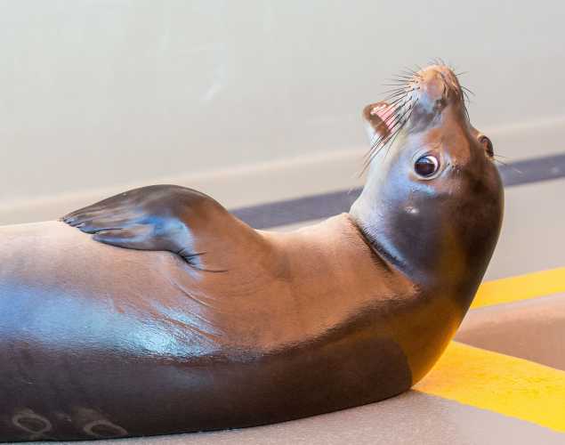 Hawaiian monk seal ʻEnaʻena