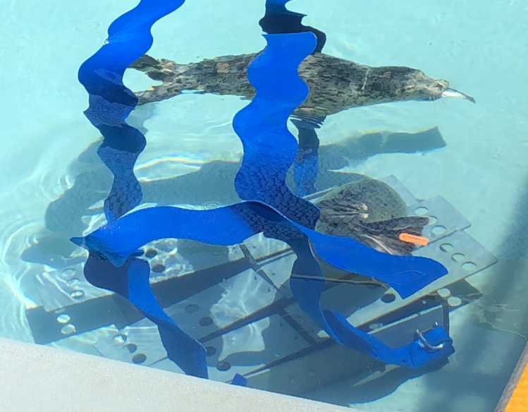 A seal pup swims with a fish in its mouth near a feeding box at the bottom of a rehabilitation pool.