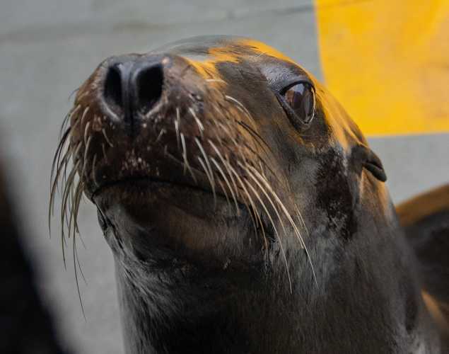 california sea lion skymac