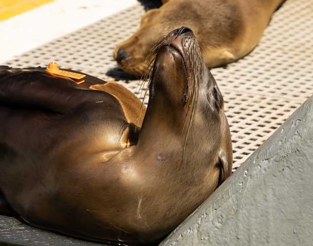 California sea lion Detour