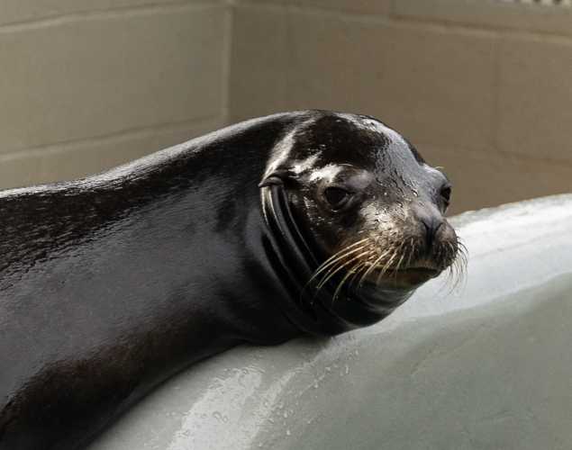 California sea lion Iberico