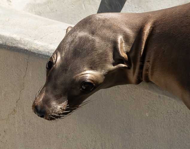 California sea lion Hitchhiker