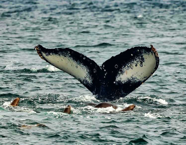 humpback whale tail visible above the water