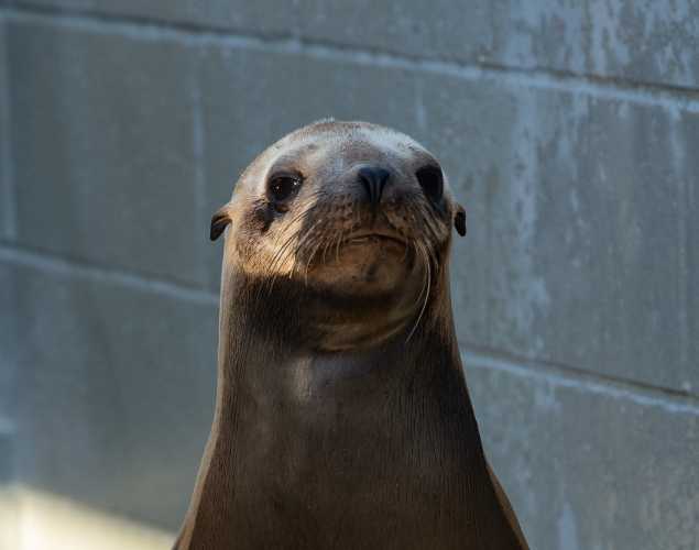 California sea lion Capsize