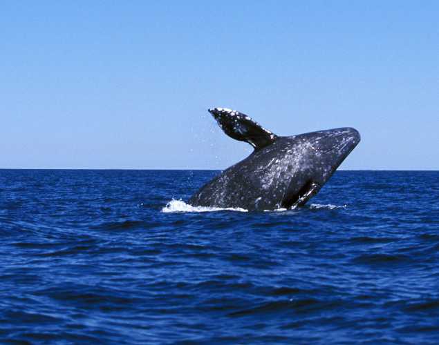 gray whale leaping out of the water