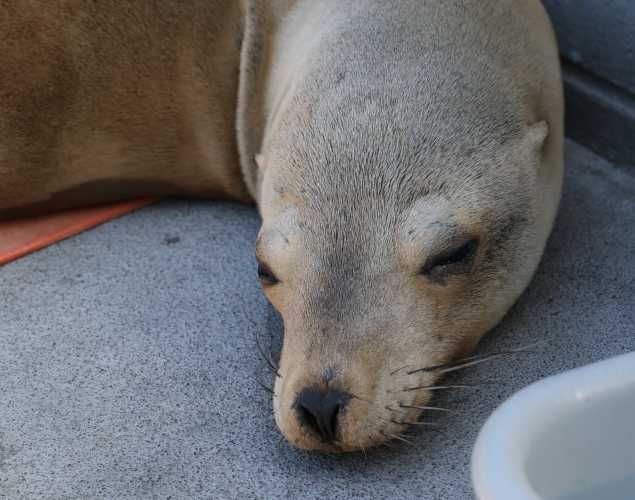 California sea lion Mariposa