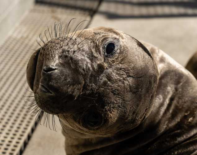 northern elephant seal Samoyed