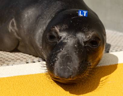 northern elephant seal Twilight