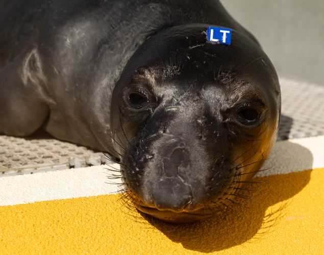 northern elephant seal Twilight