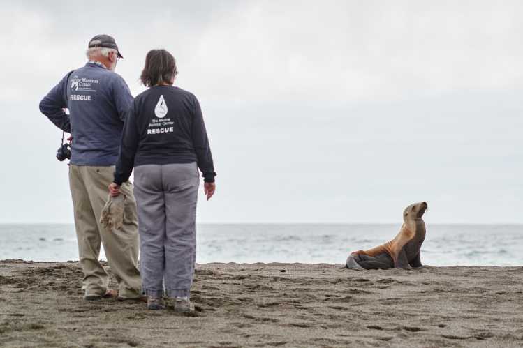 Two volunteers from The Marine Mammal Center assess a sea lion on the beach