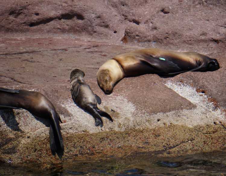 A California sea lion mother and pup rest on seaside rocks.